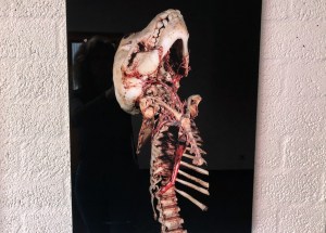 preserved animal at museum Vrolik Amsterdam - weird things to do